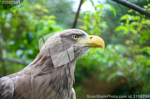 Image of White tailed eagle in captivity