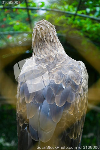 Image of White tailed eagle from behind