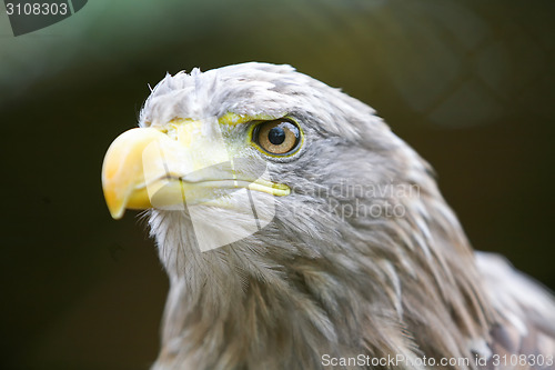 Image of Close up of white tailed eagle