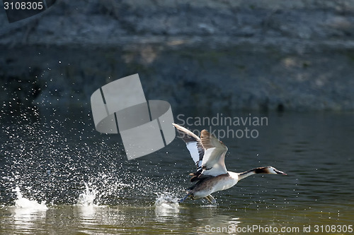 Image of Duck taking off in pond