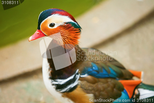 Image of Mandarin duck