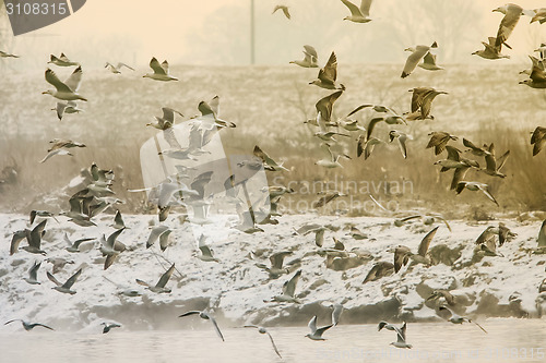 Image of Seagulls flying 