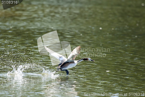 Image of Duck in lake taking off