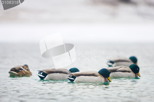 Image of Flock of ducks swimming in pond