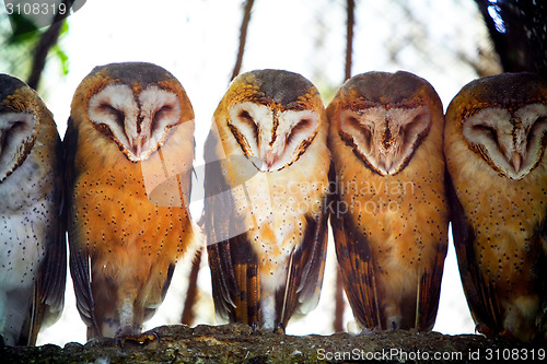 Image of Owls on tree branch