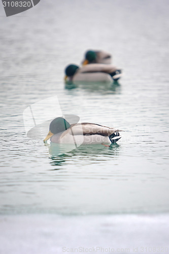 Image of Ducks swimming in icy lake