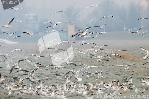 Image of Group of seagulls on field