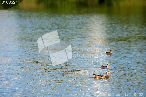 Image of Three ducks in lake 