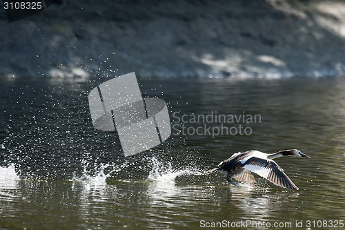 Image of Duck taking off in nature