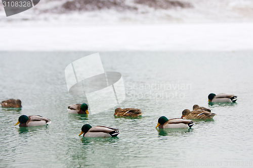 Image of Flock of ducks in water
