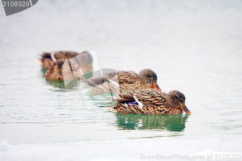 Image of Ducks in icy pond