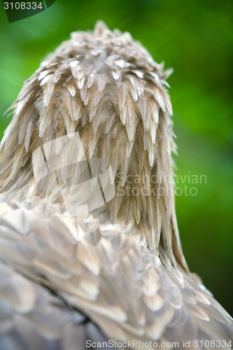 Image of Rear view of white tailed eagle