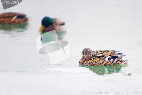 Image of Ducks in icy lake