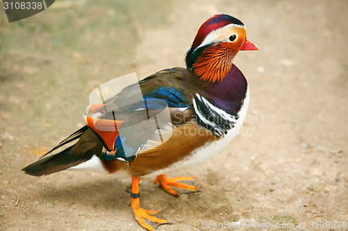 Image of Duck mandarin