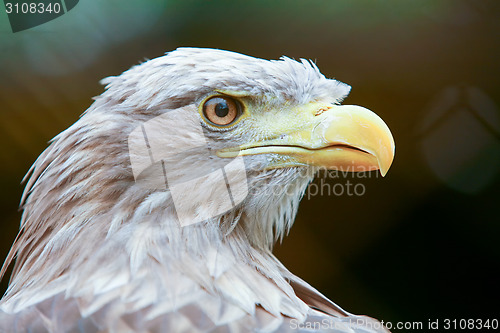 Image of Profile of white tailed eagle