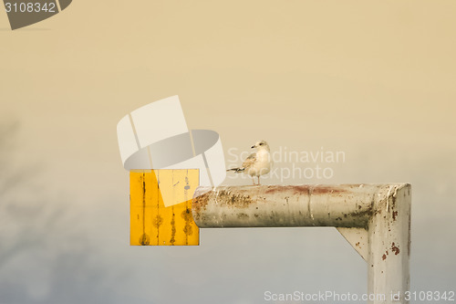 Image of Seagull standing on tube
