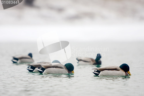 Image of Flock of ducks swimming