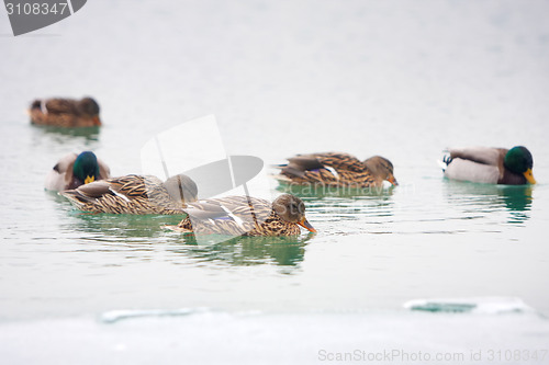 Image of Ducks in water
