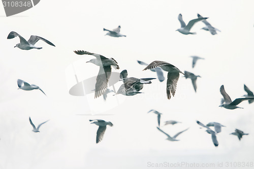 Image of Group of gulls flying 