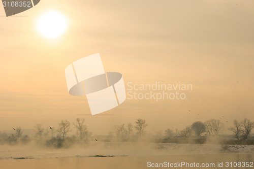 Image of Seagulls flying in nature