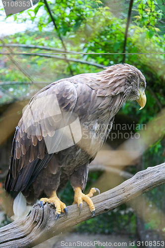 Image of White tailed eagle on branch