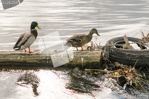 Image of Two ducks on tree trunk