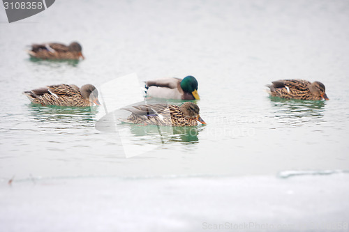 Image of Ducks in lake 