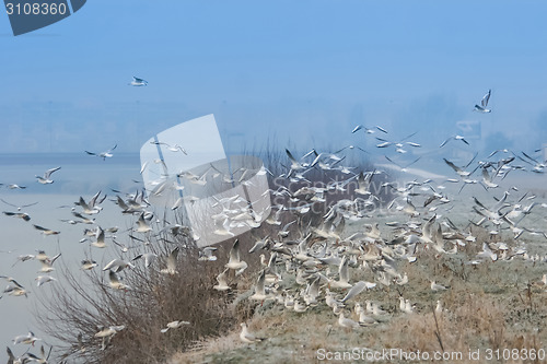 Image of Group of gulls flying on shore