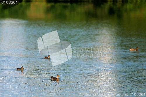 Image of Four ducks in lake 