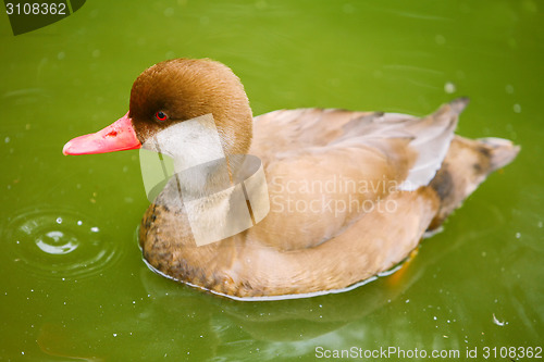 Image of Duckling in pond