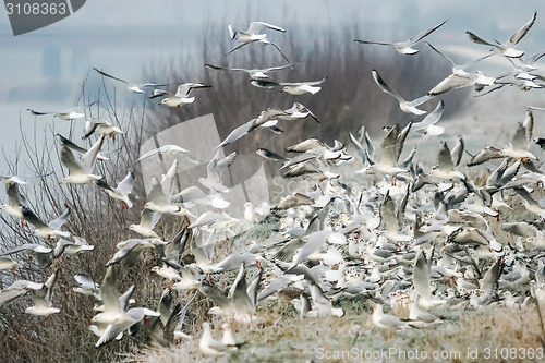 Image of Group of gulls on shore