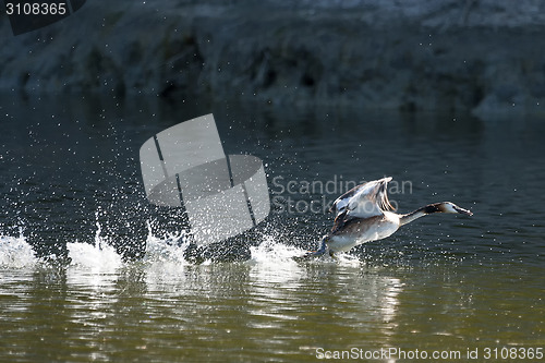 Image of Duck taking off
