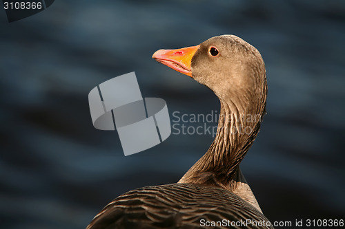 Image of Close up of duck