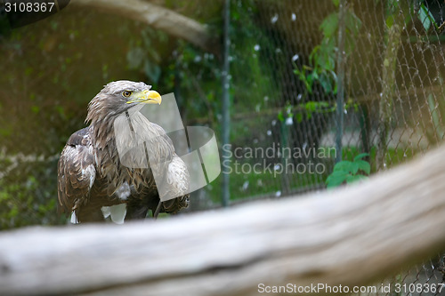 Image of White tailed eagle on branch in zoo