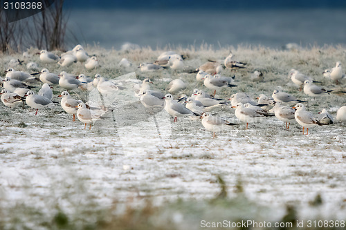 Image of Seagulls standing on shore