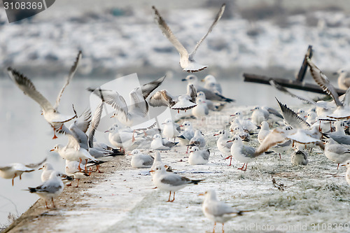 Image of Seagulls on shore