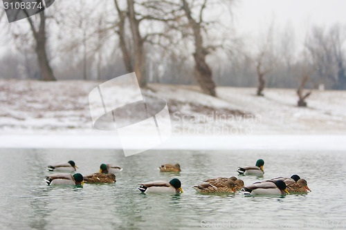 Image of Flock of ducks in nature