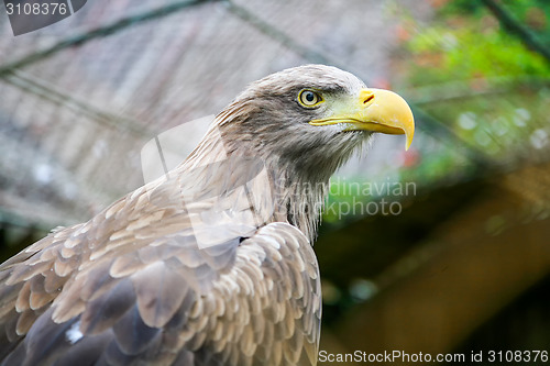 Image of White tailed eagle in zoo