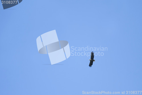 Image of Eagle flying in sky