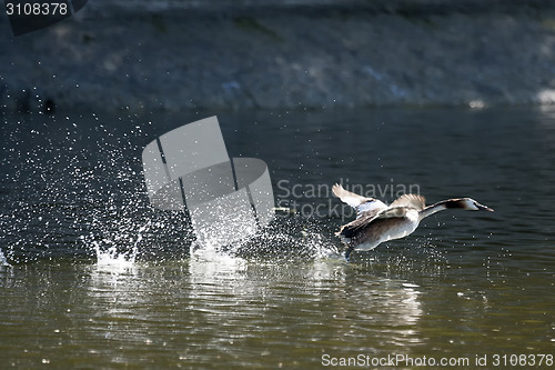 Image of Duck in pond taking off