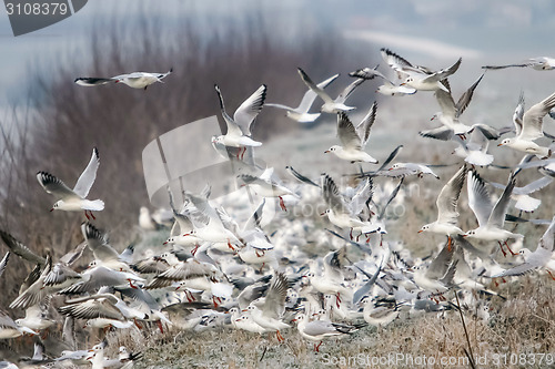 Image of Group of gulls