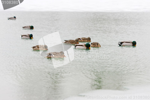 Image of Flock of ducks