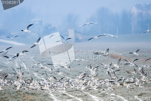 Image of Seagulls on field