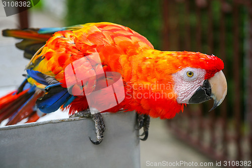 Image of Scarlet macaw parrot