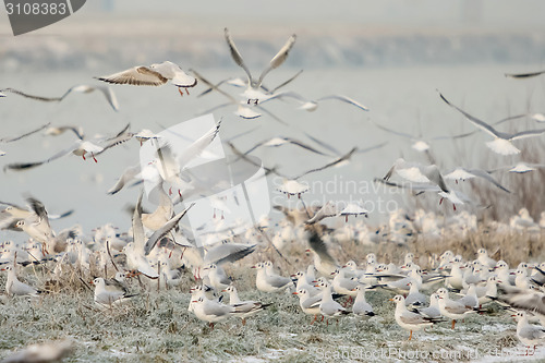 Image of Group of seagulls