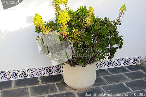 Image of Succulent plant with flowers