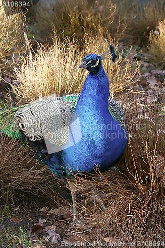 Image of peacock