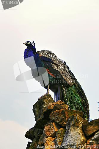 Image of peacock