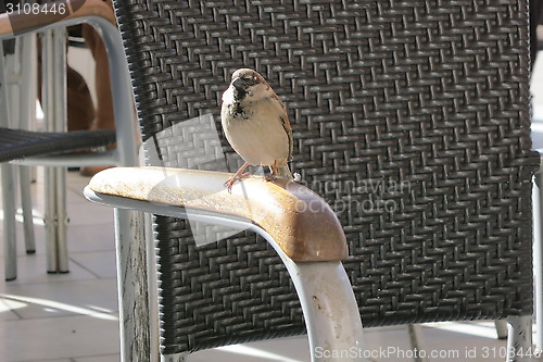 Image of Sparrow