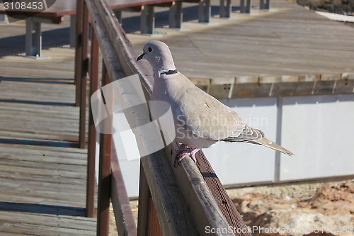 Image of Pigeon